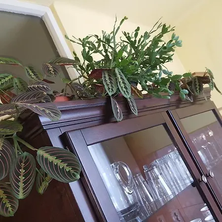 Bucuresti Apartment *